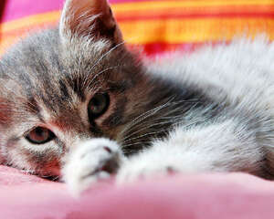 胆小猫咪怎样训练与人亲近