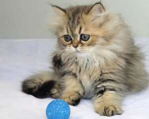 猫咪做绝育前应该要准备些什么