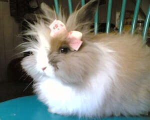 如何预防及治疗巴氏杆菌病