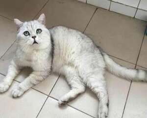 猫咪不喜欢喝水怎么办？让猫爱上喝水的几种方法