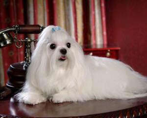 马尔济斯犬的品种介绍