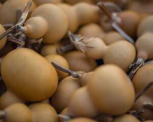 阳台怎么种植小葫芦