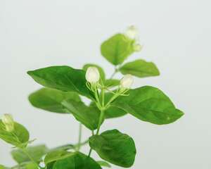 茉莉花叶片干青是怎么回事