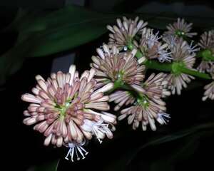 香龙血树（巴西铁树）的花语