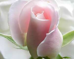 鲜花养生——让你娇美迷人