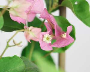 花期三角梅怎么养