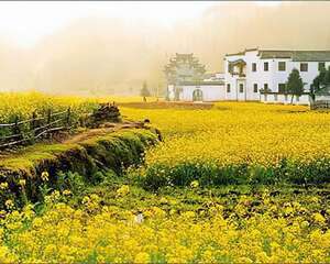调节情绪7大神奇花香一