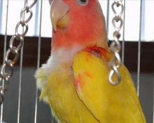 怎样处理鸟儿的普通外伤