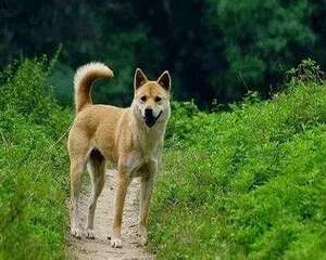 土狗多少钱一只？土狗价格盘点
