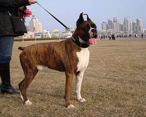 拳师犬市场价格大盘点，拳师犬多少钱一只