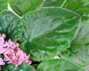 非洲堇常见的病虫害及其防治