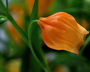 宫灯百合的栽种培养技术