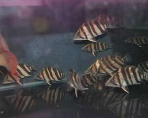 印尼虎鱼的饲养环境