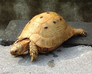 印度陆龟的外观特征