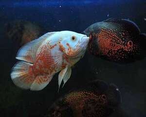 地图鱼吃什么地图鱼喂养方式