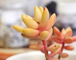 景天科景天属：铭月 Sedum nussbaumerianum