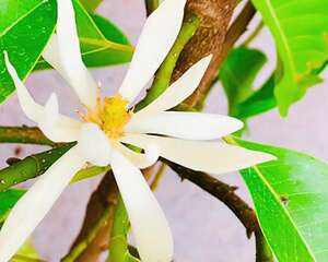白兰花