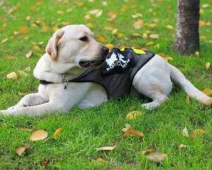 减缓狗狗智力衰退的措施