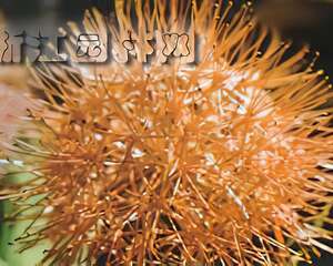 网球花栽培管理（图）