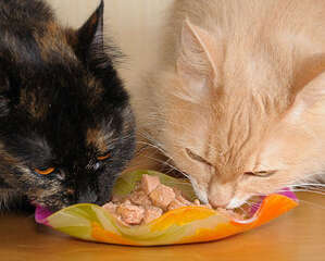 猫猫用餐时也需加点肉