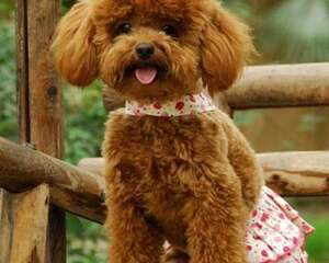 心丝虫怎么预防？犬心保细节控