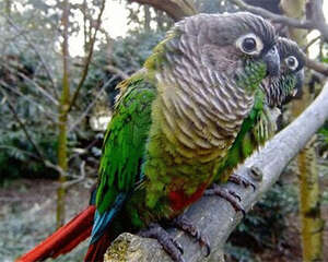 绿颊锥尾鹦鹉的形态特征