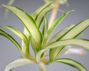 吊兰怎么养长得旺盛