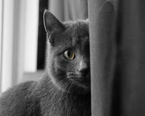猫咪习性了解