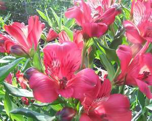 六出花怎么养殖