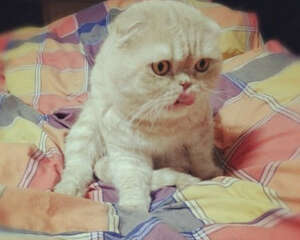 猫咪口臭的几个原因