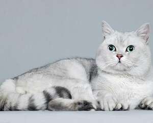 猫咪黄疸的常见病因