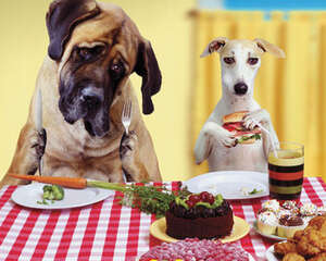 过节时狗狗可能面临的威胁有哪些