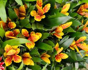 铁兰的养殖方法和注意事项