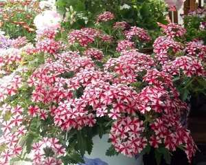 美女樱的养护方法，一边修剪一边扦插，赚大了！