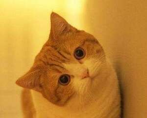 猫咪严重便秘要怎么应对？