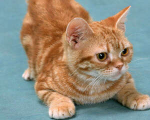 关于猫弓形体病的认知和防治