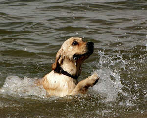 金毛犬的服从性高吗