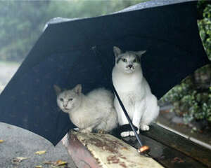 如何让猫咪尽快适应新环境