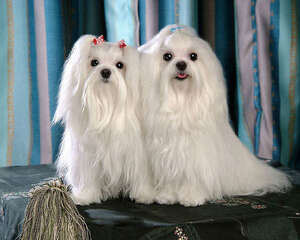 马尔济斯犬的形态特征