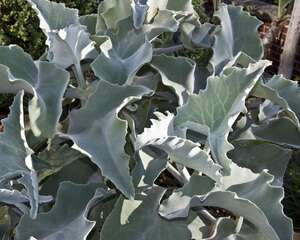 仙女之舞Kalanchoe beharensis