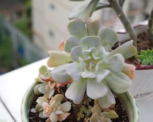 多肉植物底层叶片变黄怎么办？是扯掉还是继续保留？