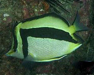 镰蝴蝶鱼的喂食要点