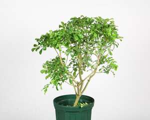 米兰花的开花期施肥