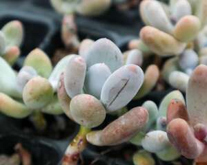 桃美人叶子干瘪怎么办