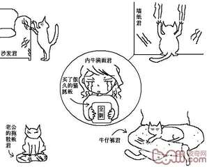 猫咪行为图解:养过猫的都懂