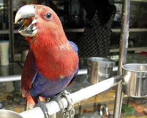 鹦鹉为什么会狂叫呢