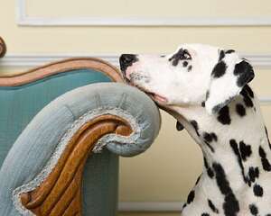 如何给斑点狗剪指甲