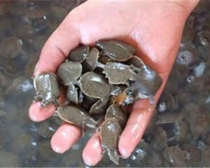 家养宠物鳖购买建议