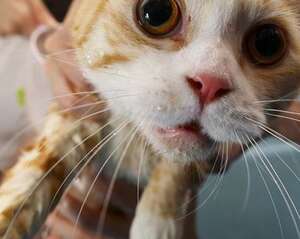 猫咪洗澡的时候要注意水温