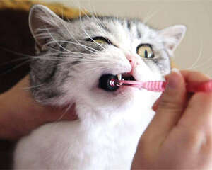 猫咪需要刷牙吗？猫多大开始刷牙